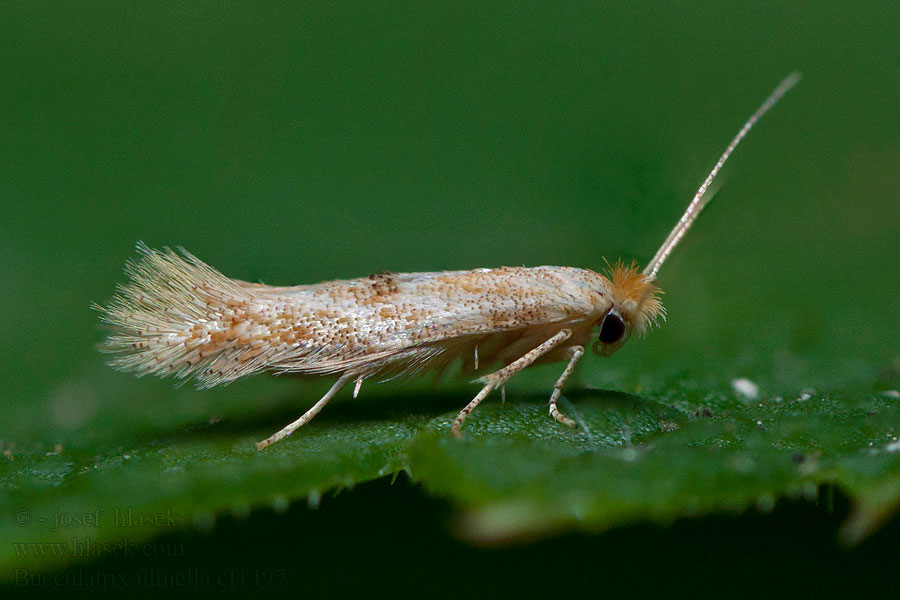 Bucculatrix ulmella Erdei bordásmoly Tammitöyhtökoi Ekkronmal