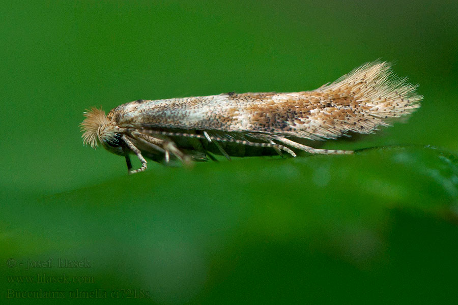 Chobotníček jilmový Bucculatrix ulmella