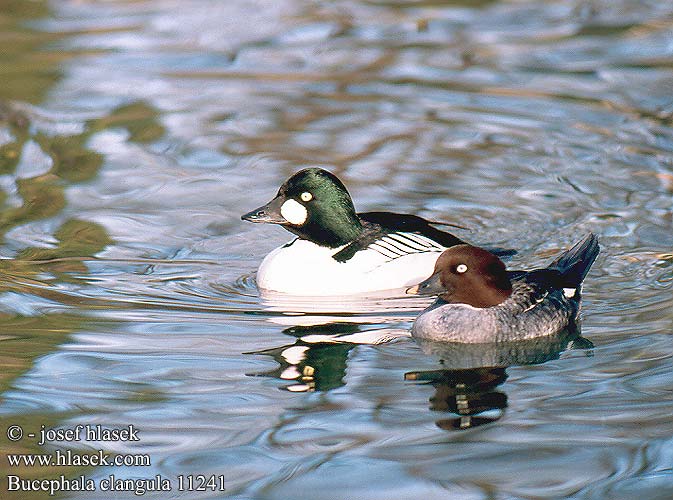 Bucephala clangula Goldeneye Schellente garrot oeil d'or Porrón Osculado hohol severní Hvinand Brilduiker Gagoł Quattrocchi Telkkä Knipa Kvinand altyngöz hlaholka obyčajná Sotkas 鵲鴨 Гоголь обыкновенный ホオジロガモ 흰뺨오리 Βουκεφάλα Pato-olho-d'ouro Altıngöz עבראש ירוק