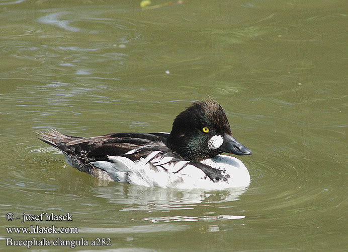 Bucephala clangula a282