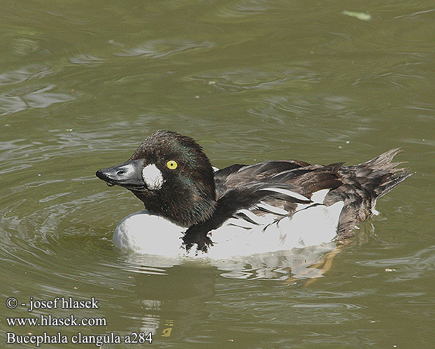 Bucephala clangula a284