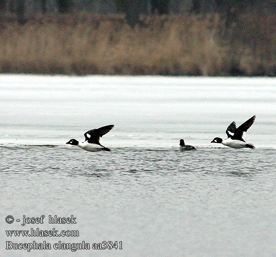 Goldeneye Schellente garrot oeil d'or Porrón Osculado hohol severní Hvinand Brilduiker Gagoł Quattrocchi Telkkä Knipa Kvinand altyngöz hlaholka obyčajná Sotkas 鵲鴨 Гоголь обыкновенный ホオジロガモ 흰뺨오리 Βουκεφάλα Pato-olho-d'ouro Altıngöz עבראש ירוק Bucephala clangula