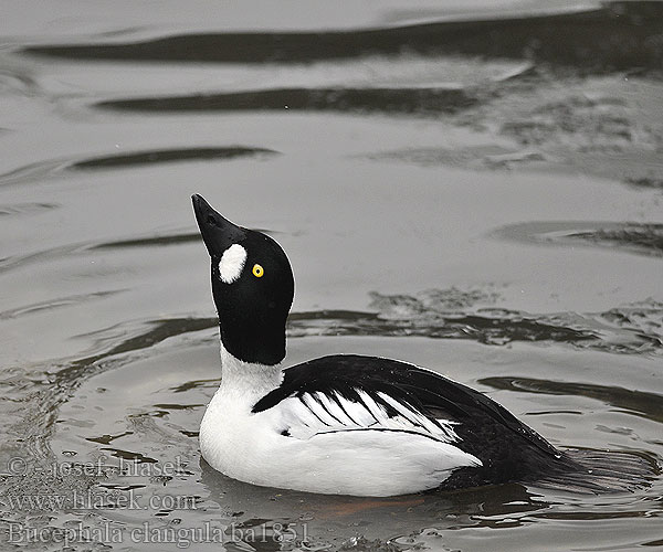 Bucephala clangula Common Goldeneye Schellente Garrot oeil Porrón Osculado Hohol severní Hvinand Brilduiker Gagoł Quattrocchi Telkkä Knipa Kvinand Altyngöz Hlaholka obyčajná Sotkas 鵲鴨 Гоголь обыкновенный ホオジロガモ 흰뺨오리 Βουκεφάλα Pato-olho-d'ouro Altıngöz עבראש ירוק Звънарката Hvinönd Klykuolė Gaigala Kerceréce Raţă sunătoare Patka batoglavica Zvonec Patka dupljašica zviždara Plovka