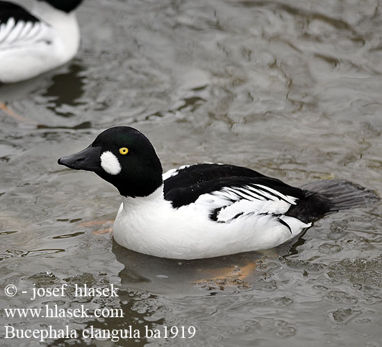 Звънарката Hvinönd Klykuolė Gaigala Kerceréce Raţă sunătoare Patka batoglavica Zvonec Patka dupljašica zviždara Plovka Bucephala clangula Common Goldeneye Schellente Garrot oeil Porrón Osculado Hohol severní Hvinand Brilduiker Gagoł Quattrocchi Telkkä Knipa Kvinand Altyngöz Hlaholka obyčajná Sotkas 鵲鴨 Гоголь обыкновенный ホオジロガモ 흰뺨오리 Βουκεφάλα Pato-olho-d'ouro Altıngöz עבראש ירוק