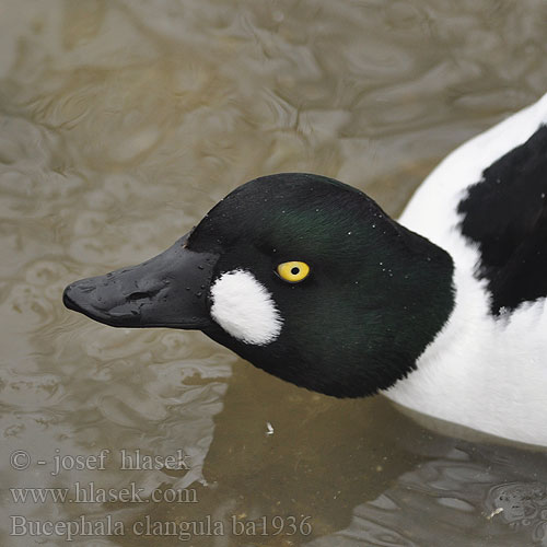 Patka batoglavica Zvonec Patka dupljašica zviždara Plovka Bucephala clangula Common Goldeneye Schellente Garrot oeil Porrón Osculado Hohol severní Hvinand Brilduiker Gagoł Quattrocchi Telkkä Knipa Kvinand Altyngöz Hlaholka obyčajná Sotkas 鵲鴨 Гоголь обыкновенный ホオジロガモ 흰뺨오리 Βουκεφάλα Pato-olho-d'ouro Altıngöz עבראש ירוק Звънарката Hvinönd Klykuolė Gaigala Kerceréce Raţă sunătoare