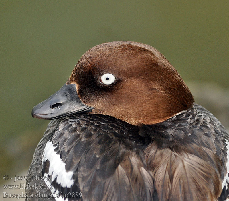 ホオジロガモ 흰뺨오리 Βουκεφάλα Pato-olho-d'ouro Altıngöz עבראש ירוק Bucephala clangula Goldeneye Schellente Garrot oeil d'or Porrón Osculado Hohol severníק Hvinand Brilduiker Gagoł Quattrocchi Telkkä Knipaק Kvinand Altyngözק Hlaholka obyčajná Sotkas 鵲鴨 Гоголь обыкновенный