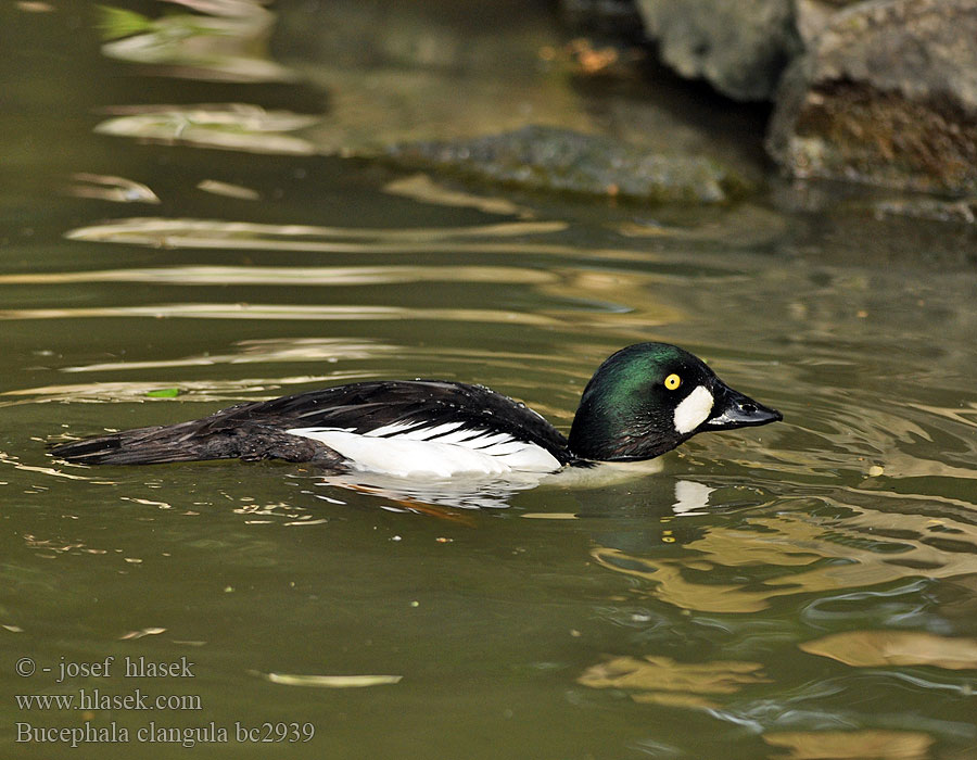 흰뺨오리 Βουκεφάλα Pato-olho-d'ouro Altıngöz עבראש ירוק Bucephala clangula Goldeneye Schellente Garrot oeil d'or Porrón Osculado Hohol severníק Hvinand Brilduiker Gagoł Quattrocchi Telkkä Knipaק Kvinand Altyngözק Hlaholka obyčajná Sotkas 鵲鴨 Гоголь обыкновенный ホオジロガモ