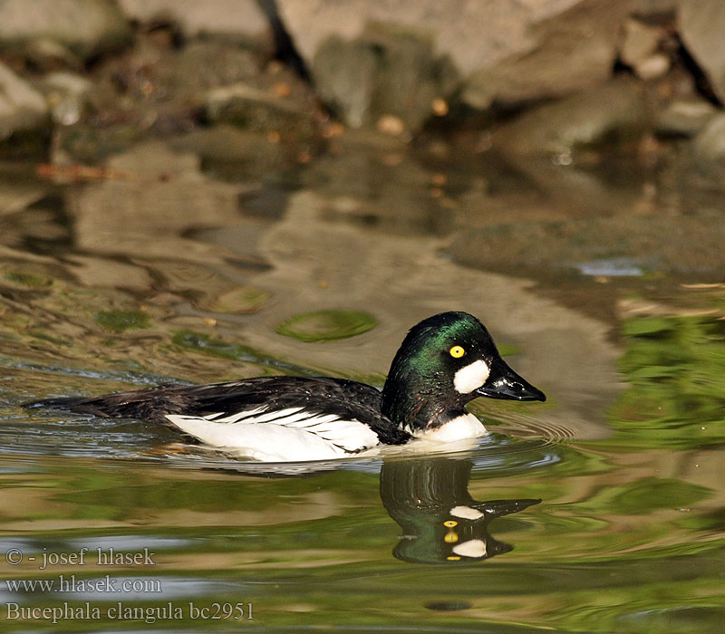 Βουκεφάλα Pato-olho-d'ouro Altıngöz עבראש ירוק Bucephala clangula Goldeneye Schellente Garrot oeil d'or Porrón Osculado Hohol severníק Hvinand Brilduiker Gagoł Quattrocchi Telkkä Knipaק Kvinand Altyngözק Hlaholka obyčajná Sotkas 鵲鴨 Гоголь обыкновенный ホオジロガモ 흰뺨오리