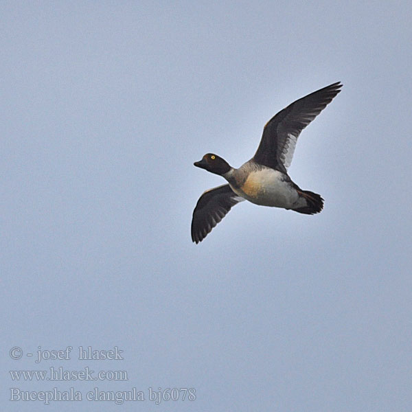 φάλα Pato-olho-d'ouro Altıngöz עבראש ירוק Bucephala clangula Goldeneye Schellente Garrot oeil d'or Porrón Osculado Hohol severníק Hvinand Brilduiker Gagoł Quattrocchi Telkkä Knipaק Kvinand Altyngözק Hlaholka obyčajná Sotkas 鵲鴨 Гоголь обыкновенный ホオジロガモ 흰뺨오리 Βουκε