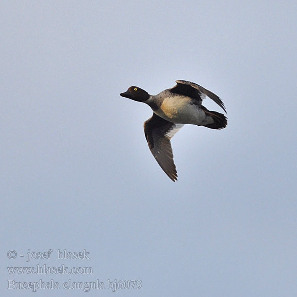 Pato-olho-d'ouro Altıngöz עבראש ירוק Bucephala clangula Goldeneye Schellente Garrot oeil d'or Porrón Osculado Hohol severníק Hvinand Brilduiker Gagoł Quattrocchi Telkkä Knipaק Kvinand Altyngözק Hlaholka obyčajná Sotkas 鵲鴨 Гоголь обыкновенный ホオジロガモ 흰뺨오리 Βουκε φάλα