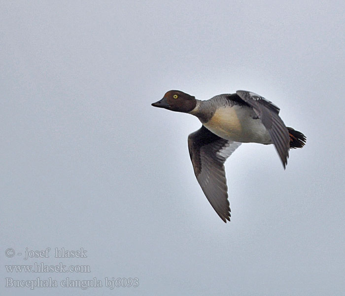 עבראש ירוק Bucephala clangula Goldeneye Schellente Garrot oeil d'or Porrón Osculado Hohol severníק Hvinand Brilduiker Gagoł Quattrocchi Telkkä Knipaק Kvinand Altyngözק Hlaholka obyčajná Sotkas 鵲鴨 Гоголь обыкновенный ホオジロガモ 흰뺨오리 Βουκε φάλα Pato-olho-d'ouro Altıngöz