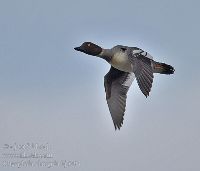 Common Goldeneye Bucephala clangula Schellente Garrot oeil d'or Porrón Osculado Hohol severníק Hvinand Brilduiker Gagoł עבראש ירוק Quattrocchi Telkkä Knipaק Kvinand Altyngözק Hlaholka obyčajná Sotkas 鵲鴨 Гоголь обыкновенный ホオジロガモ 흰뺨오리 Βουκε φάλα Pato-olho-d'ouro Altıngöz