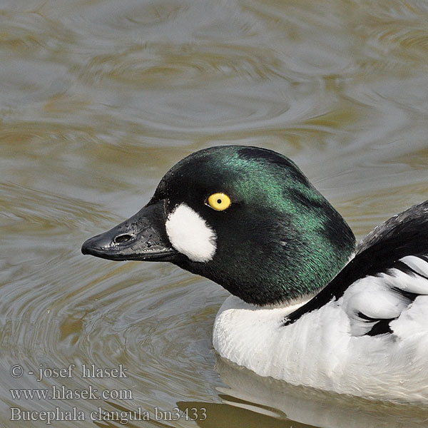 Bucephala clangula Common Goldeneye Schellente Garrot oeil Porrón Osculado Hohol severní Hvinand Brilduiker Gagoł Quattrocchi Telkkä Knipa Kvinand Altyngöz Hlaholka obyčajná Sotkas 鵲鴨 Гоголь обыкновенный ホオジロガモ 흰뺨오리 Βουκεφάλα Pato-olho-d'ouro Altıngöz עבראש ירוק Звънарката Hvinönd Klykuolė Gaigala Kerceréce Raţă sunătoare Patka batoglavica Zvonec Patka dupljašica zviždara Plovka