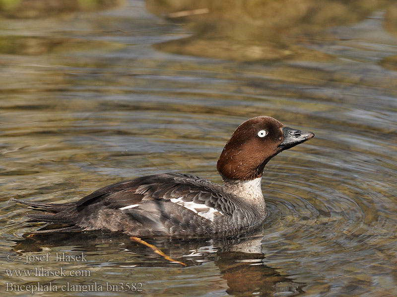 Common Goldeneye Bucephala clangula Schellente Garrot oeil Porrón Osculado Hohol severní Hvinand Brilduiker Gagoł Quattrocchi Telkkä Knipa Kvinand Altyngöz Hlaholka obyčajná Sotkas 鵲鴨 Гоголь обыкновенный ホオジロガモ 흰뺨오리 Βουκεφάλα Pato-olho-d'ouro Altıngöz עבראש ירוק Звънарката Hvinönd Klykuolė Gaigala Kerceréce Raţă sunătoare Patka batoglavica Zvonec Patka dupljašica zviždara Plovka