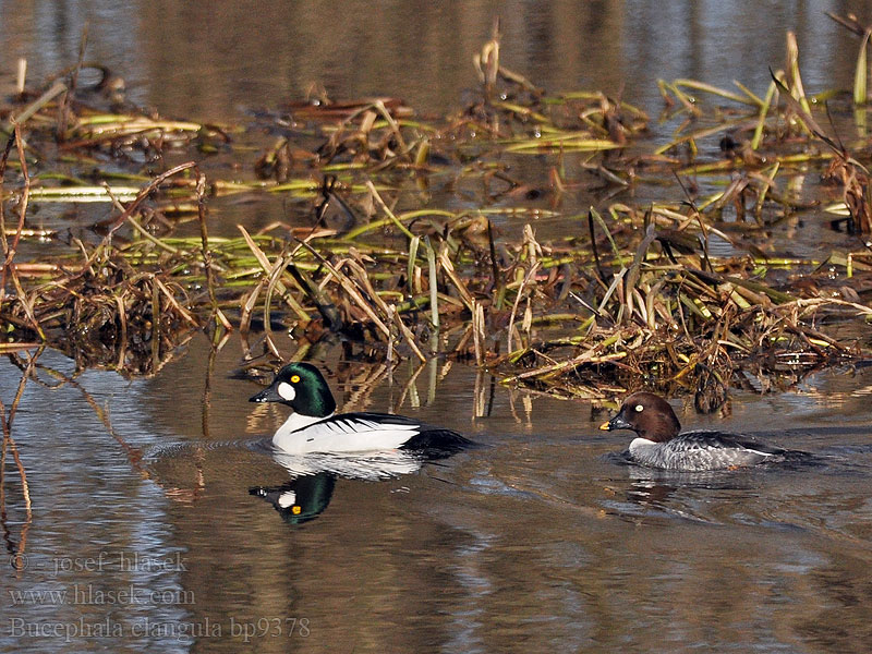 Bucephala clangula Pato-olho-d'ouro Altıngöz עבראש ירוק