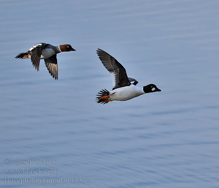 Bucephala clangula Goldeneye Schellente Hohol severní