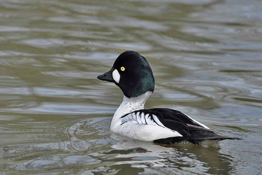 Bucephala clangula