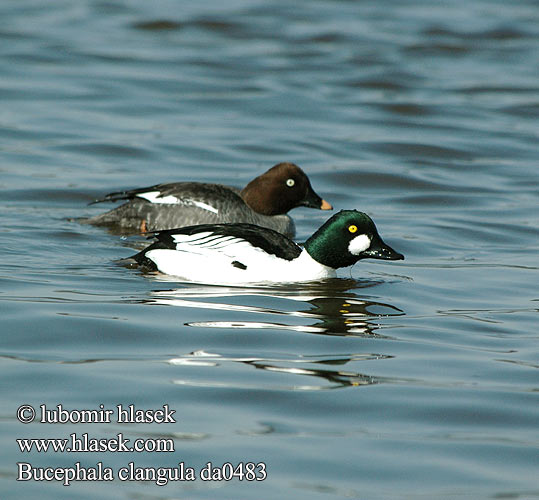 Bucephala clangula da0483