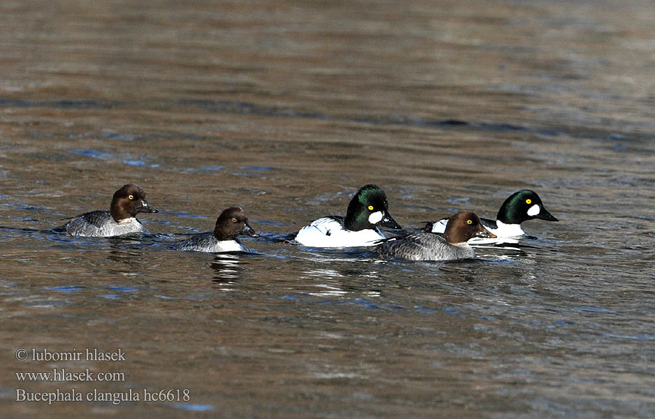 Bucephala clangula Common Goldeneye