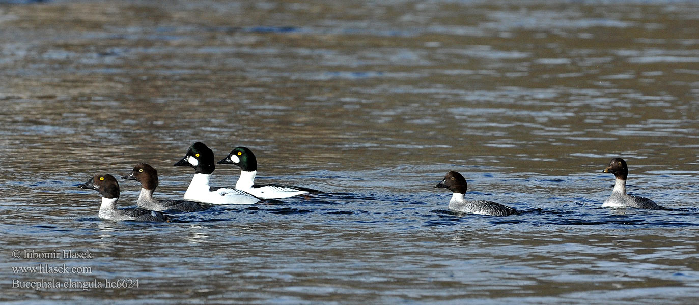 Bucephala clangula Schellente