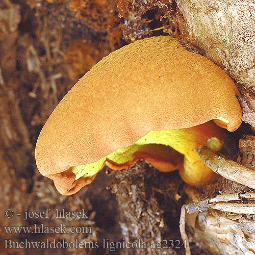 Buchwaldoboletus lignicola Žltavec drevový Stød-Rørhat