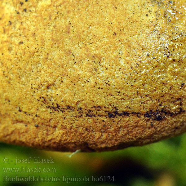 Buchwaldoboletus lignicola Stubbsopp Kantotatti Bolet lignicole