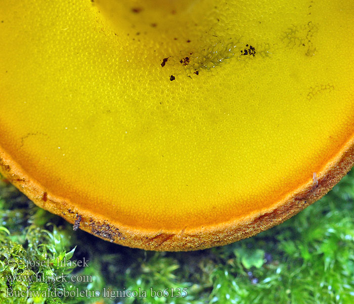 Buchwaldoboletus lignicola Stubberørsopp Бухвальдоболет древесный