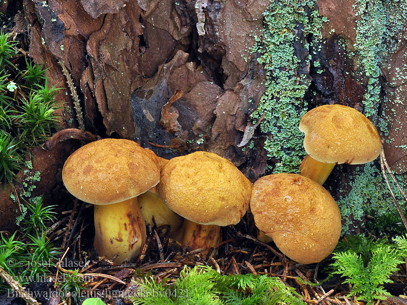 Buchwaldoboletus lignicola Бухвальдоболет древесный