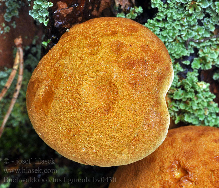 Buchwaldoboletus lignicola Nadelholz-Röhrling