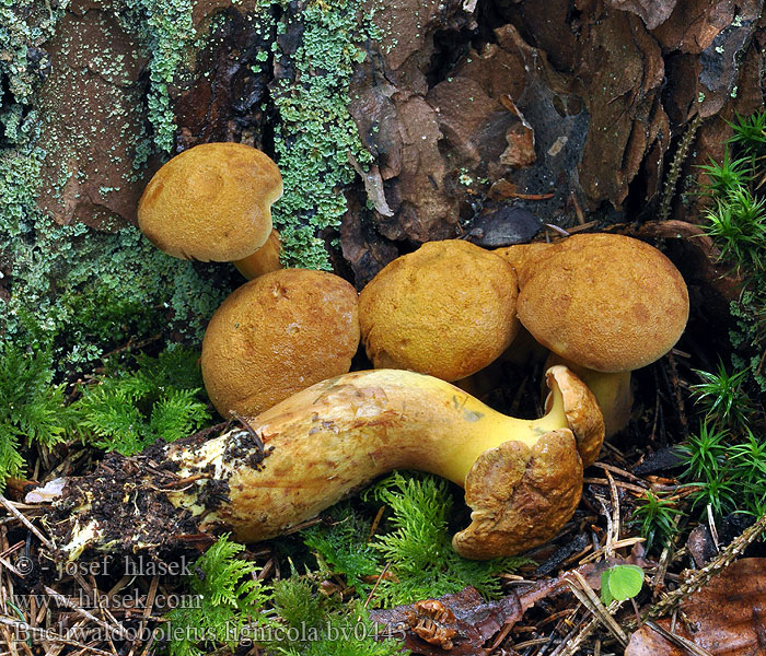 Buchwaldoboletus lignicola Žltavec drevový