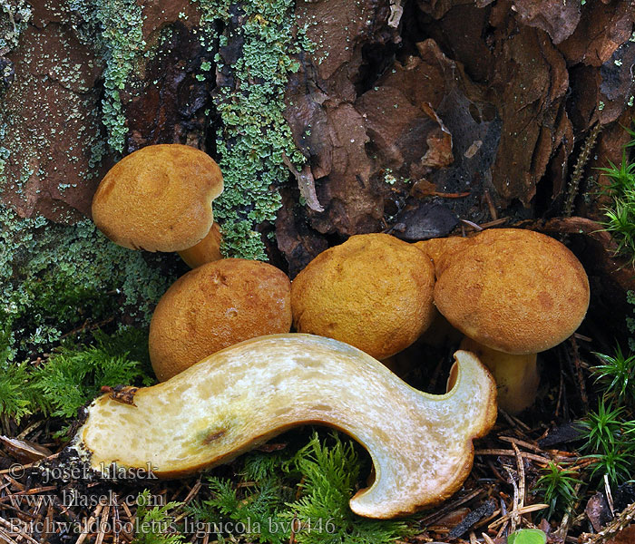 Buchwaldoboletus lignicola Stød-Rørhat