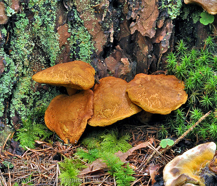 Buchwaldoboletus lignicola Stubbsopp Kantotatti