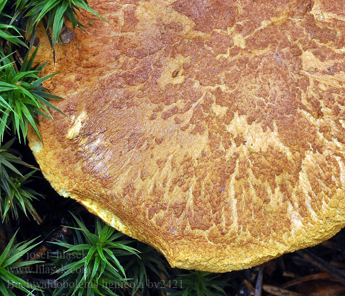 Buchwaldoboletus lignicola Bolet lignicole Stubberørsopp