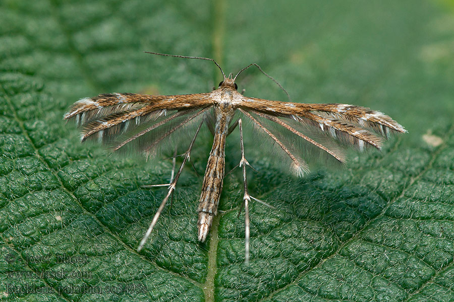 Buckleria paludum Pernatěnka rosnatková Sonnentau-Federmotte