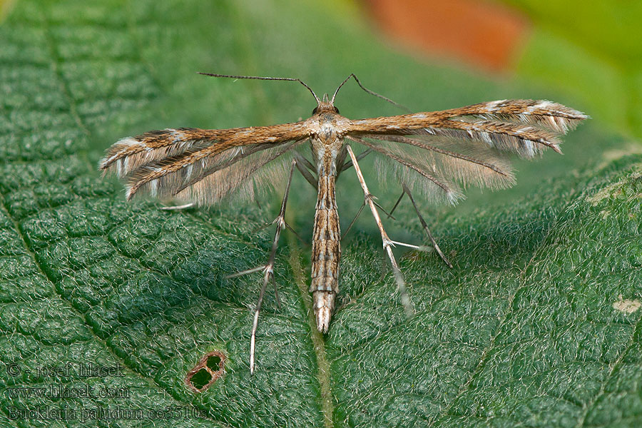 European Sundew Moth Pierkavec rosičkový Piórolotek bagniczek