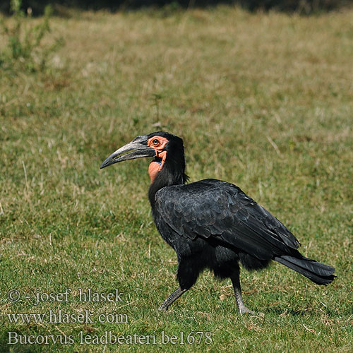 Kaffernhornrabe Südlicher Hornrabe Hornvogel Zoborožec kaferský