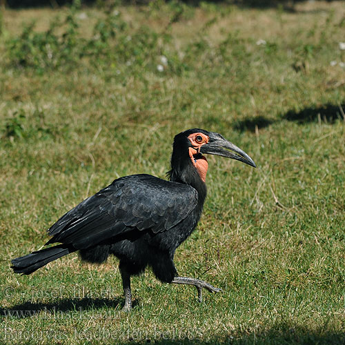 Bucorvus leadbeateri be1683