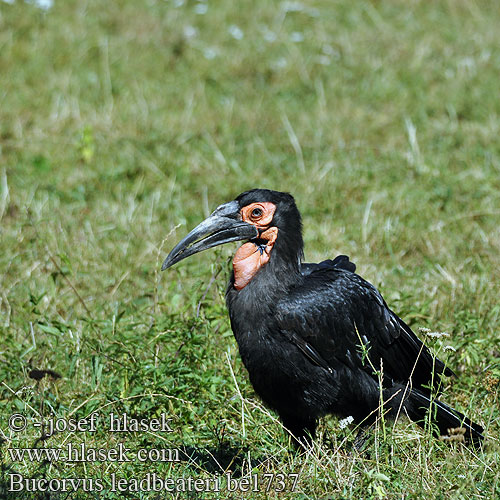 Dzioboróg kafryjski Bucorvus leadbeateri Ground Hornbill