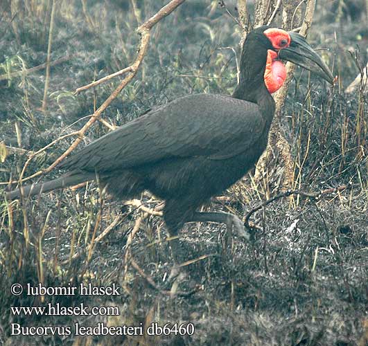 Bucorvus leadbeateri Ground Hornbill Markhornravn