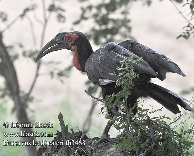 Bucorvus leadbeateri fb3463