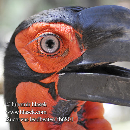 Ground Hornbill Markhornravn Etelänkalkkunasarvekas