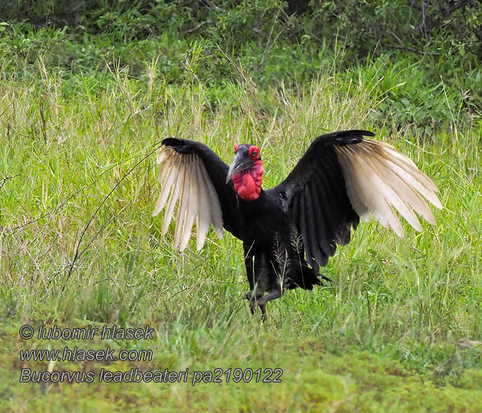 Bucorvus leadbeateri