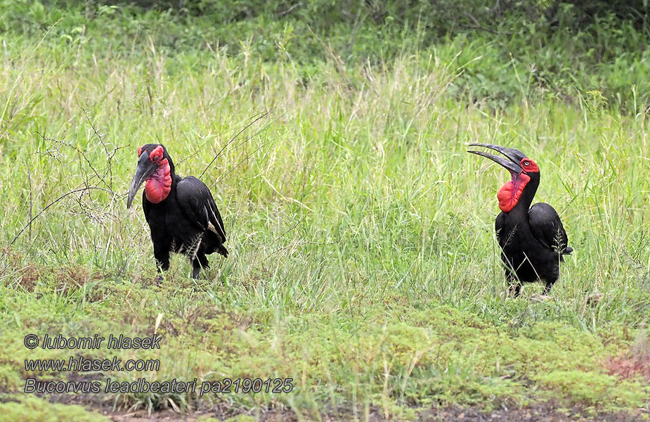 Bucorvus leadbeateri