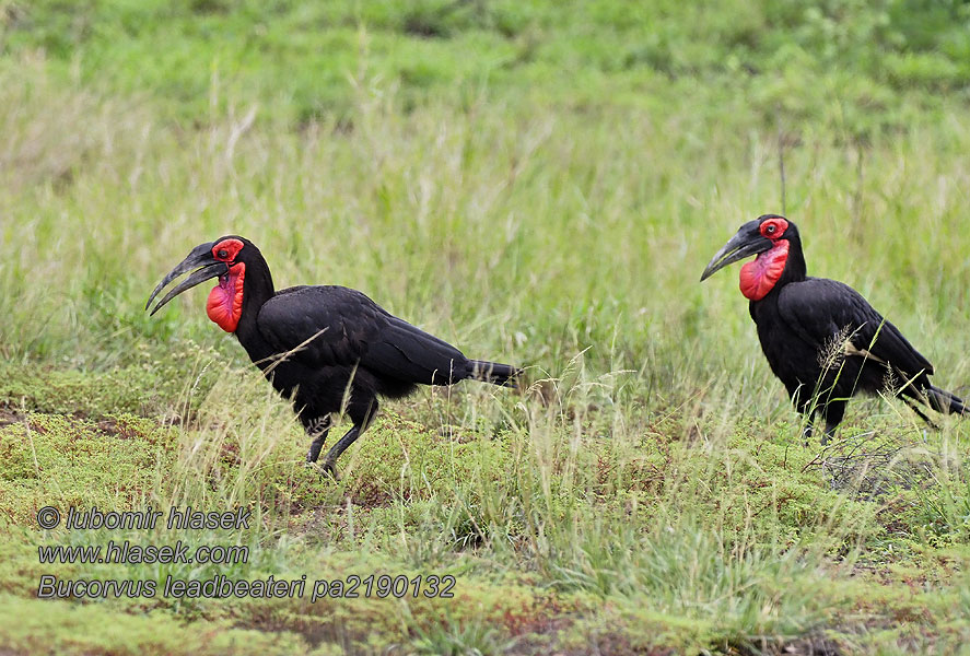 Bucorvus leadbeateri