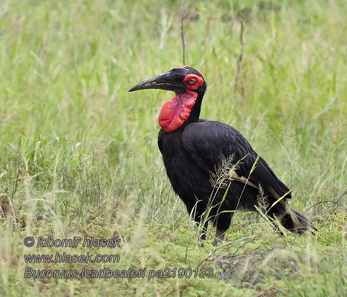 Bucorvus leadbeateri