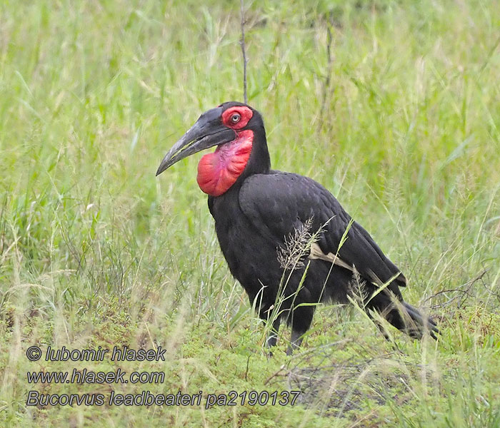 Bucorvus leadbeateri