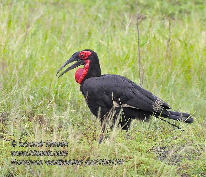 Bucorvus leadbeateri