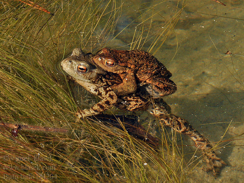 Bufo bufo Common Toad Skrubtudse Ropucha obecná