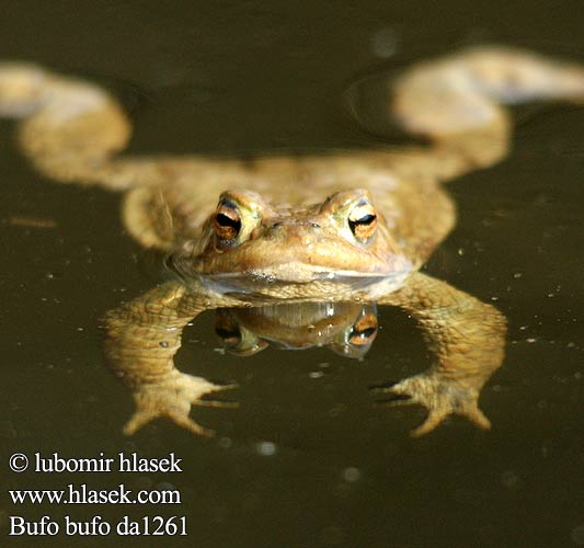 Bufo bufo Common Toad Skrubtudse Rupisammakko Crapaud commun