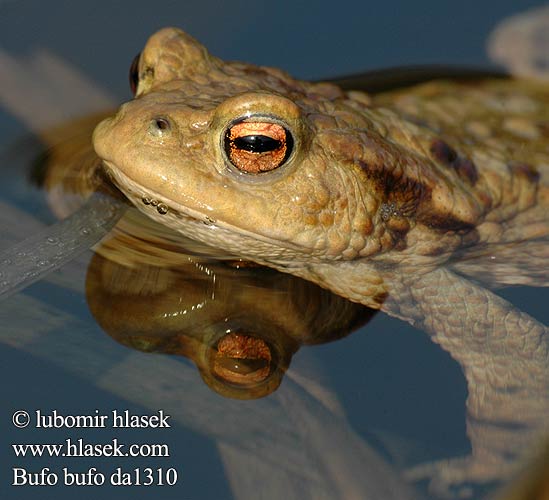Рапуха звычайная шэрая Кафявата крастава жаба 蟾蜍 ヒキガエル 두꺼비